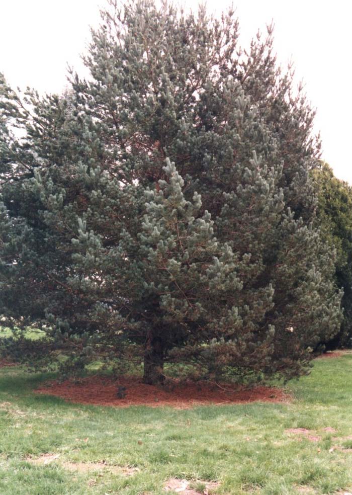 Plant photo of: Pinus sylvestris