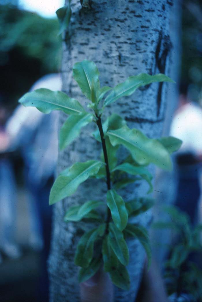 Plant photo of: Pittosporum eugenioides