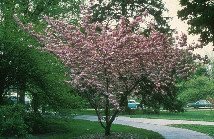 Plant photo of: Prunus serrulata 'Kwanzan'