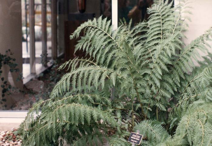 Plant photo of: Woodwardia fimbriata