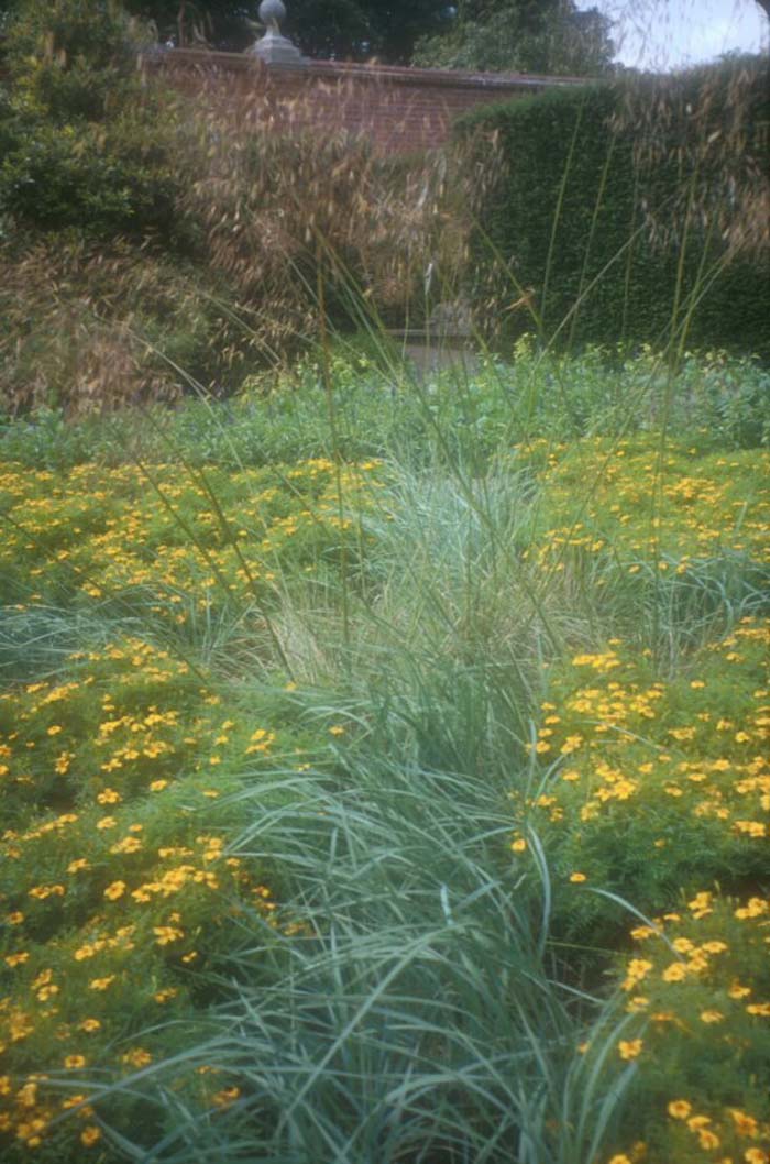 Plant photo of: Stipa gigantea