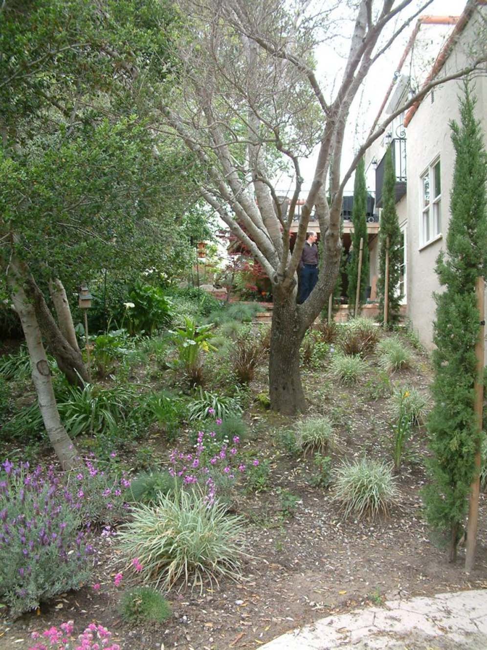 Side Yard Plantings