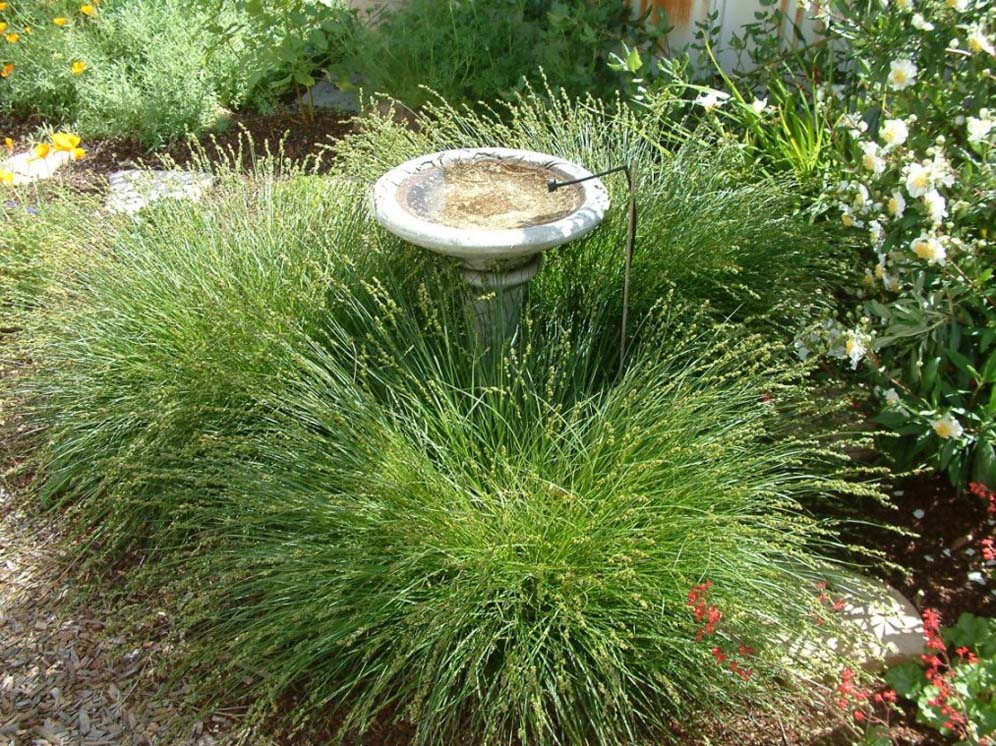 Birdbath Surrounded by Grasses