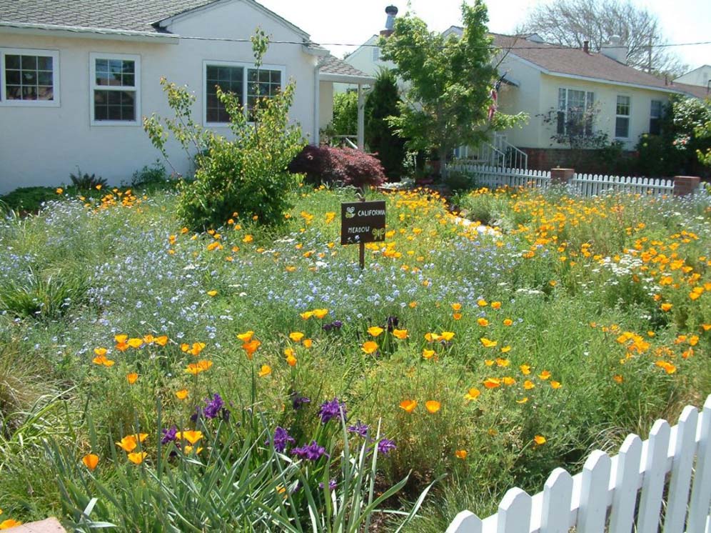 Wildflower Garden