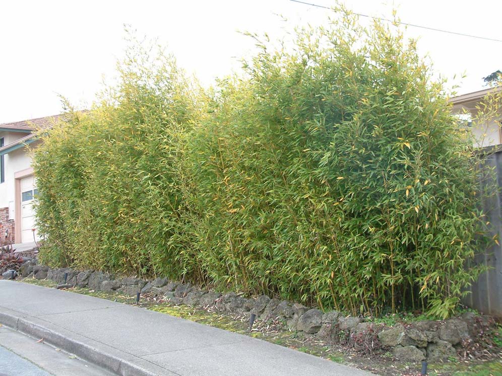 Bamboo Hedge