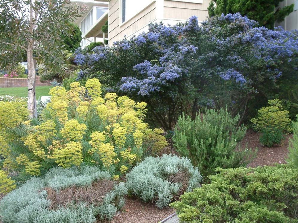 Billowy Botanic Blooms