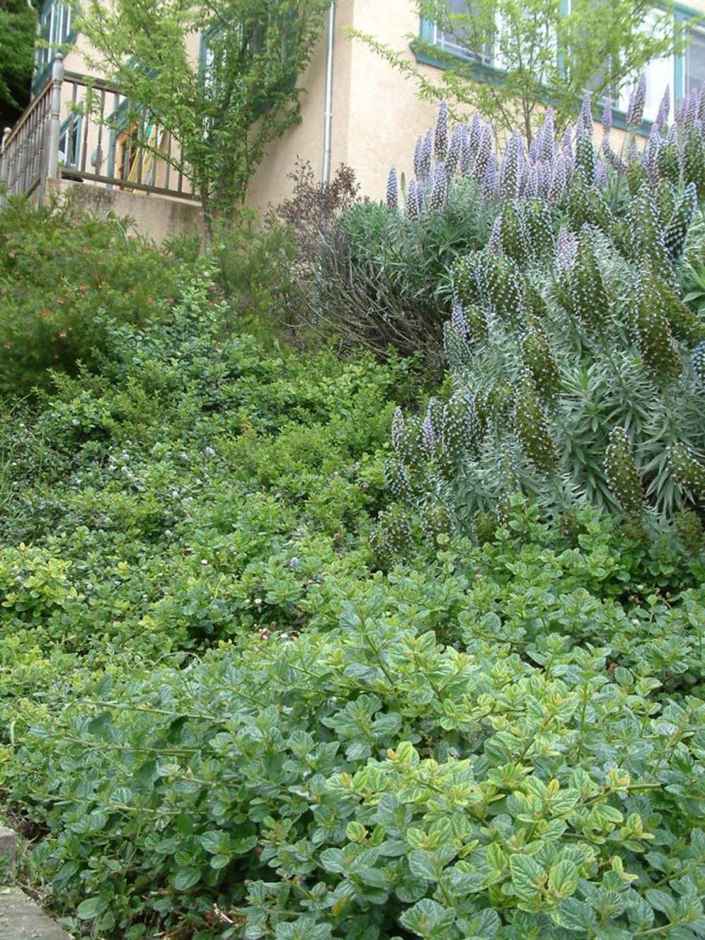 Echium and Friends