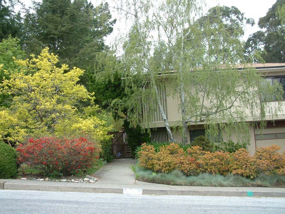 Expansive Front Yard