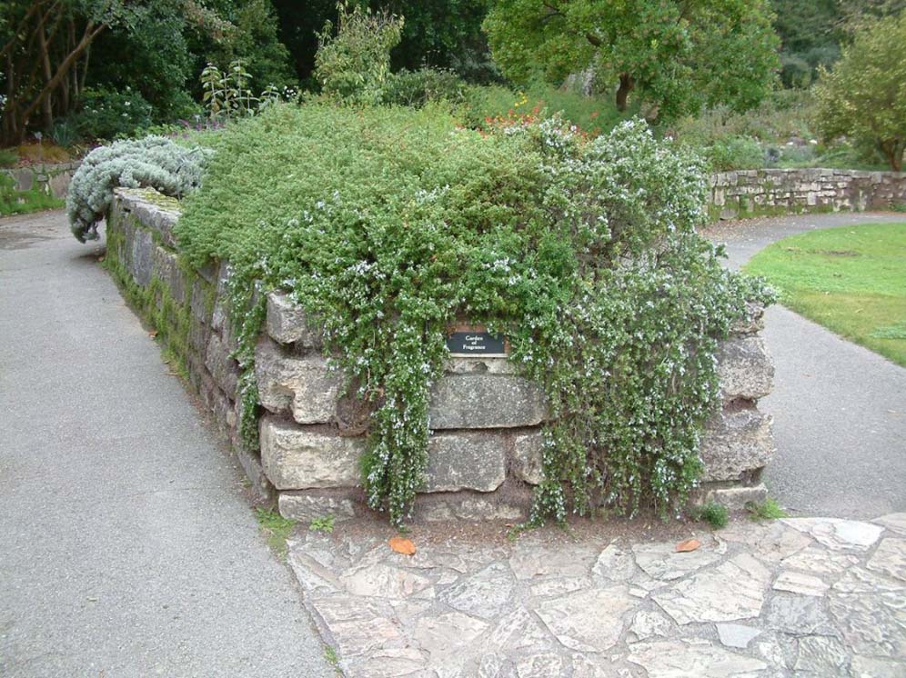 Creeping Rosemary