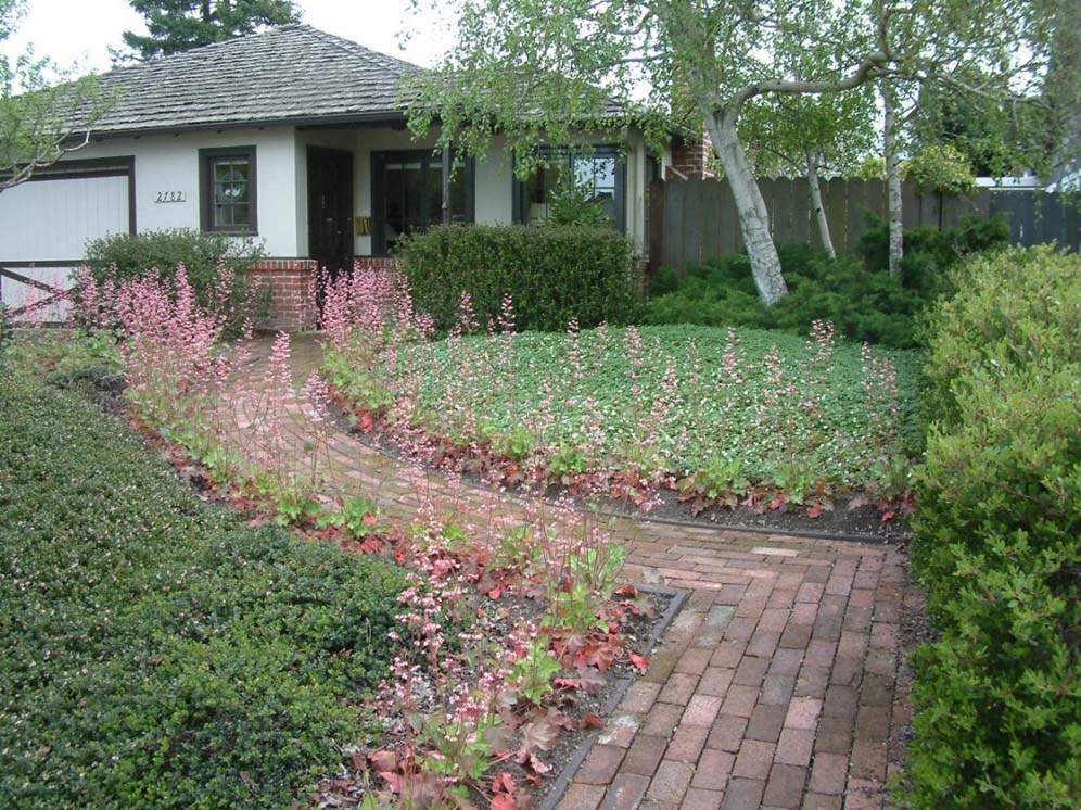 Heuchera Lined Path