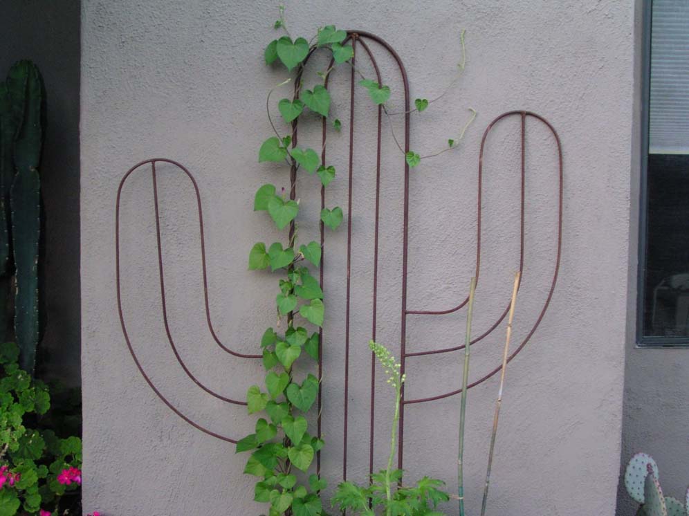 Wall Cactus