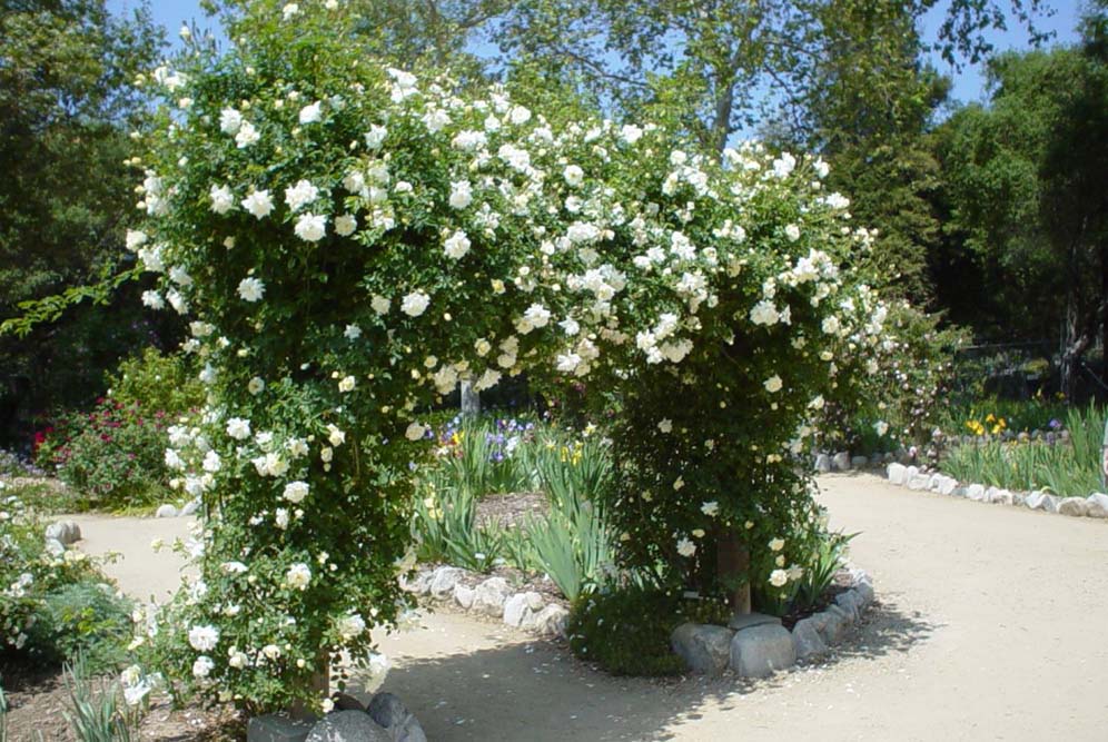 Rose Arbor Arch 3