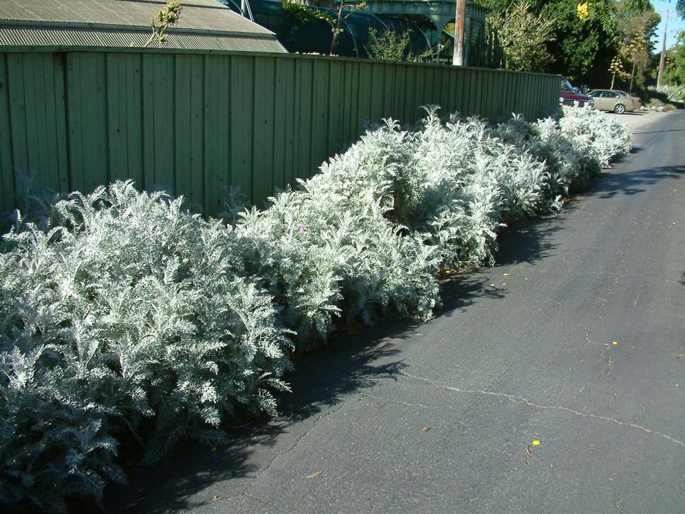 Gray Shrubbery Flocks Driveway