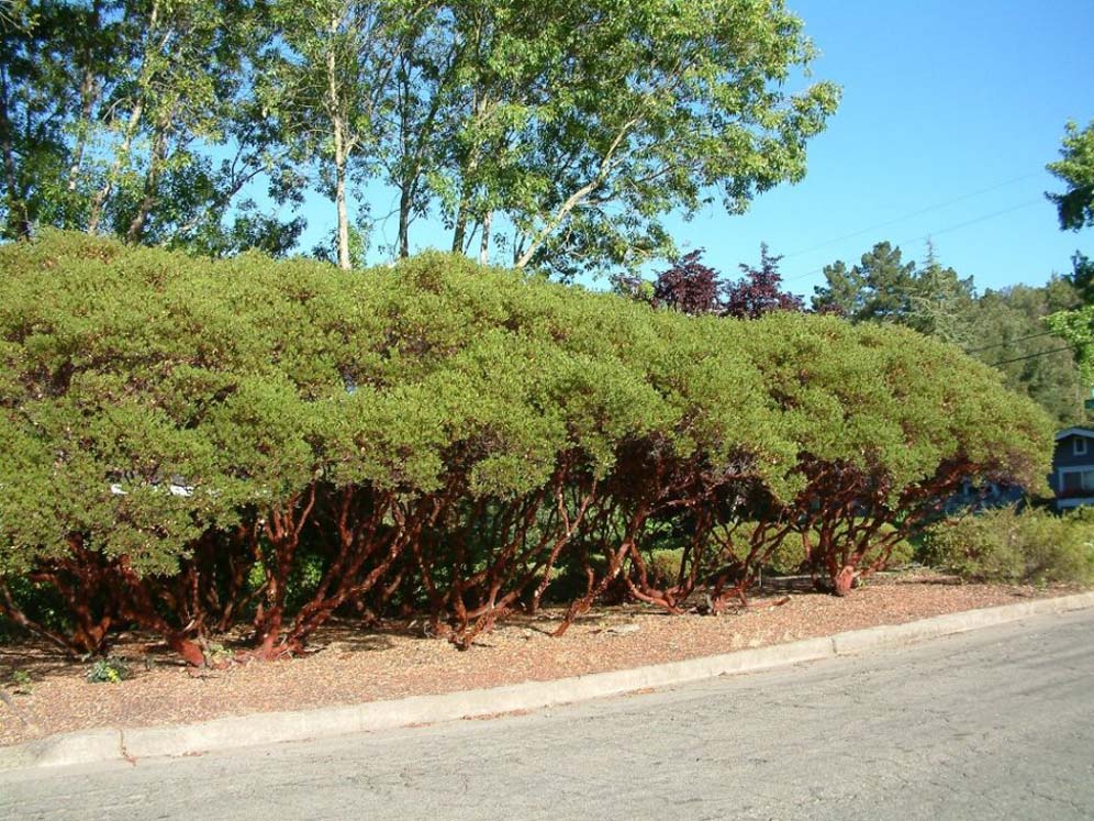 Manzanitas Next to Street