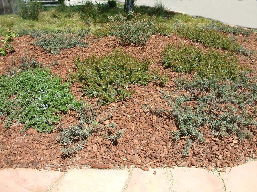 Variety of Groundcovers