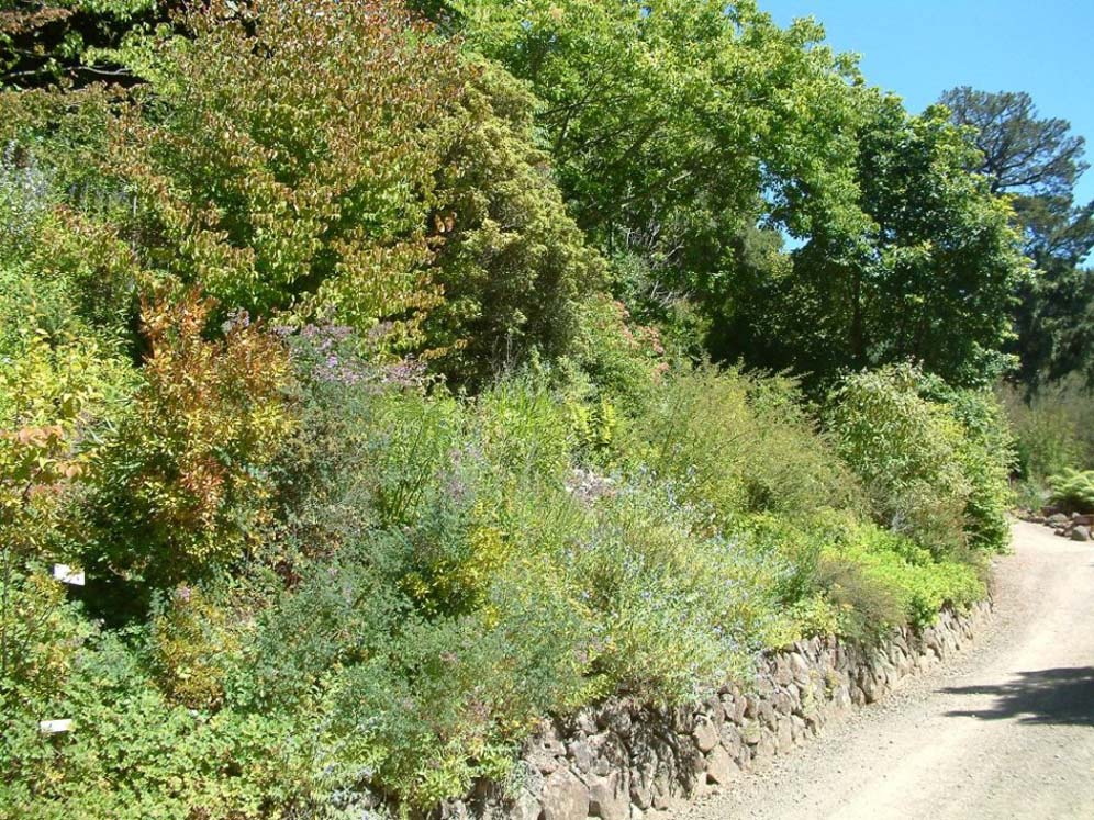 Hillside Shrubs and Trees