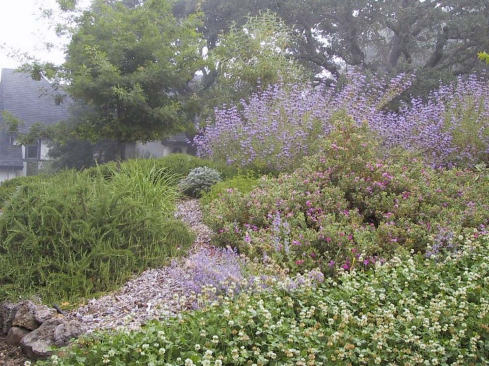 California Hillside