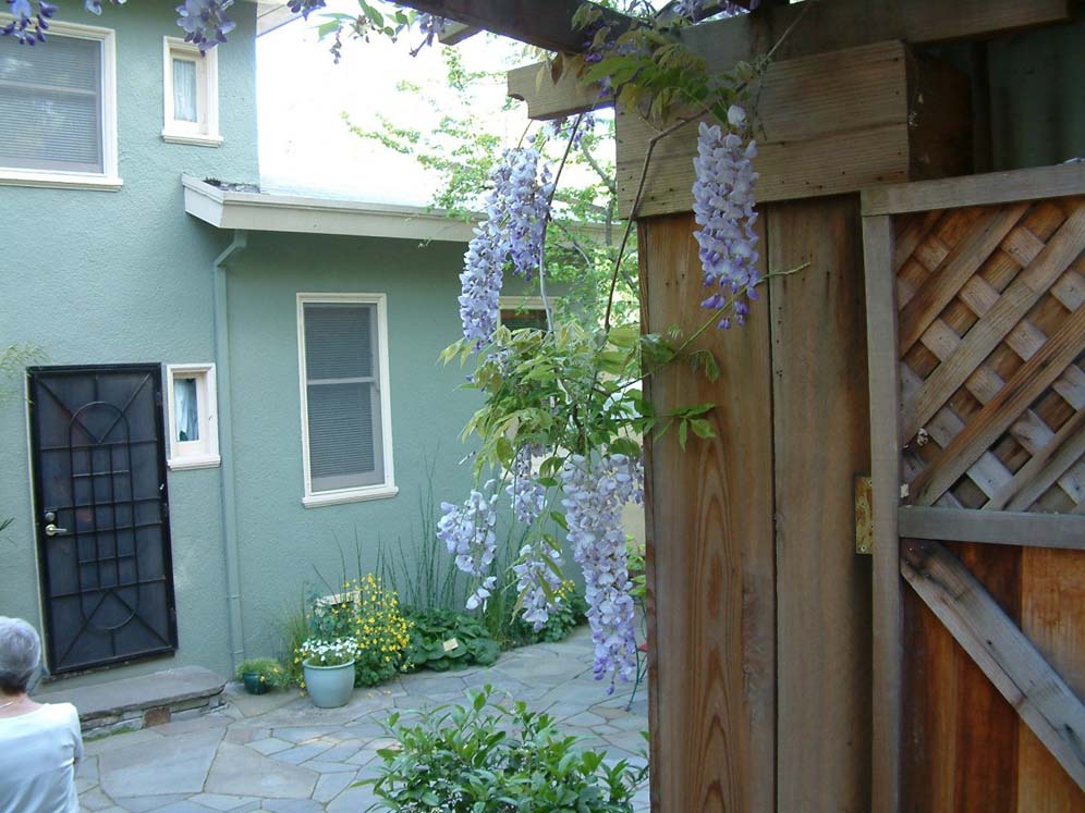 Wisteria Blossoms