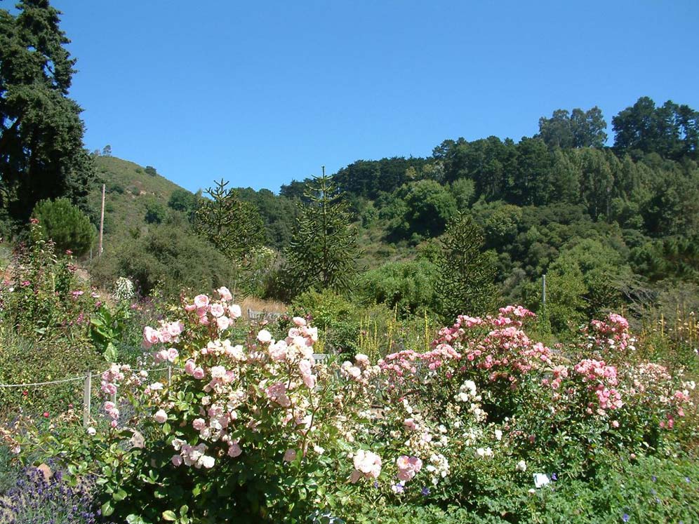 Frost Pink Foreground