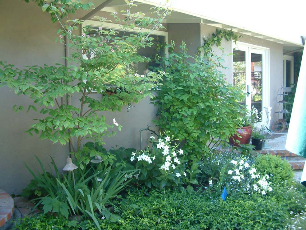 Mini Forest Near Back Door