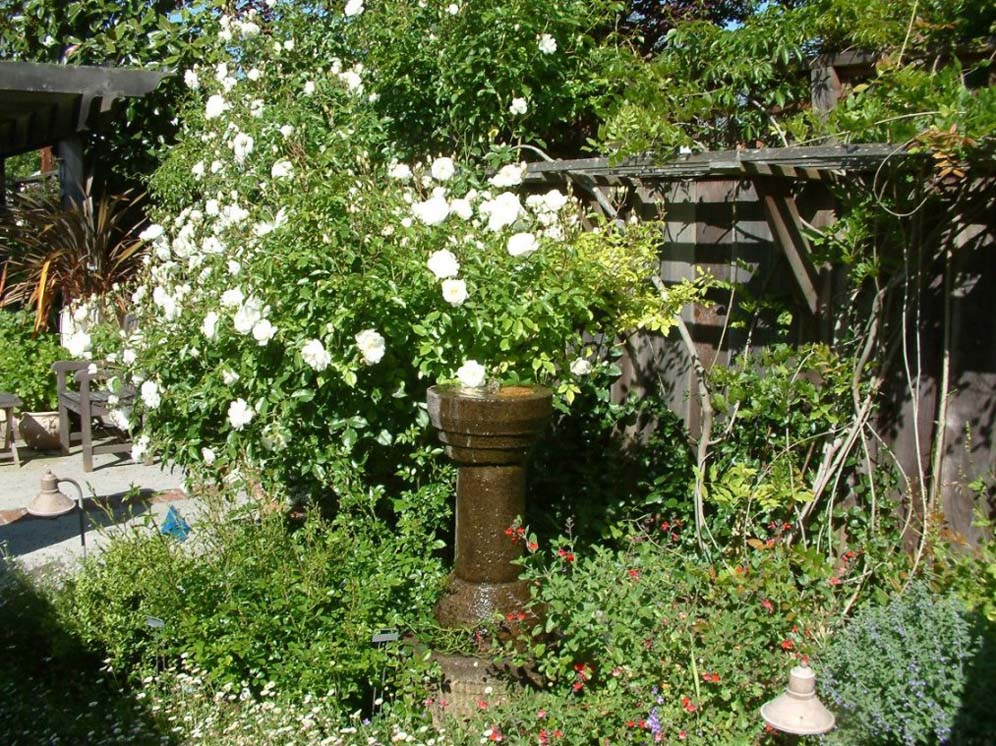 Water Fountain Near Roses