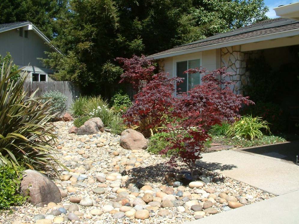 Japanese Maple Specimen