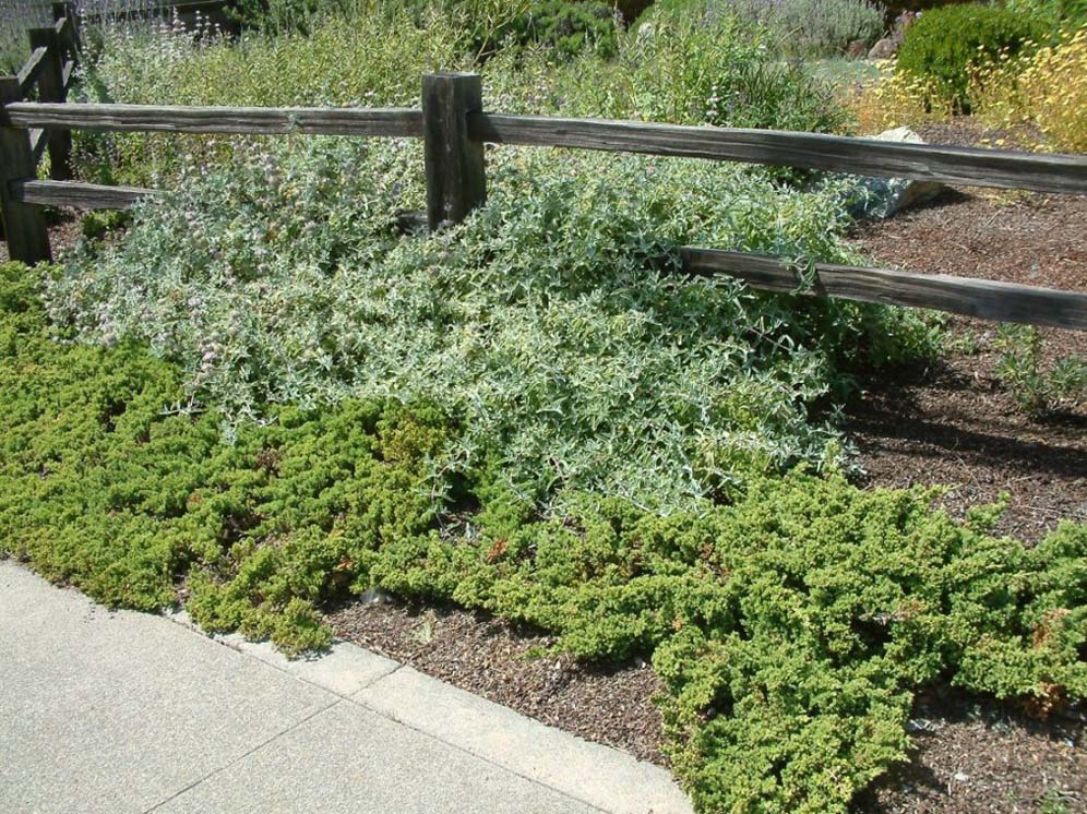 Shades of Green Around Fence