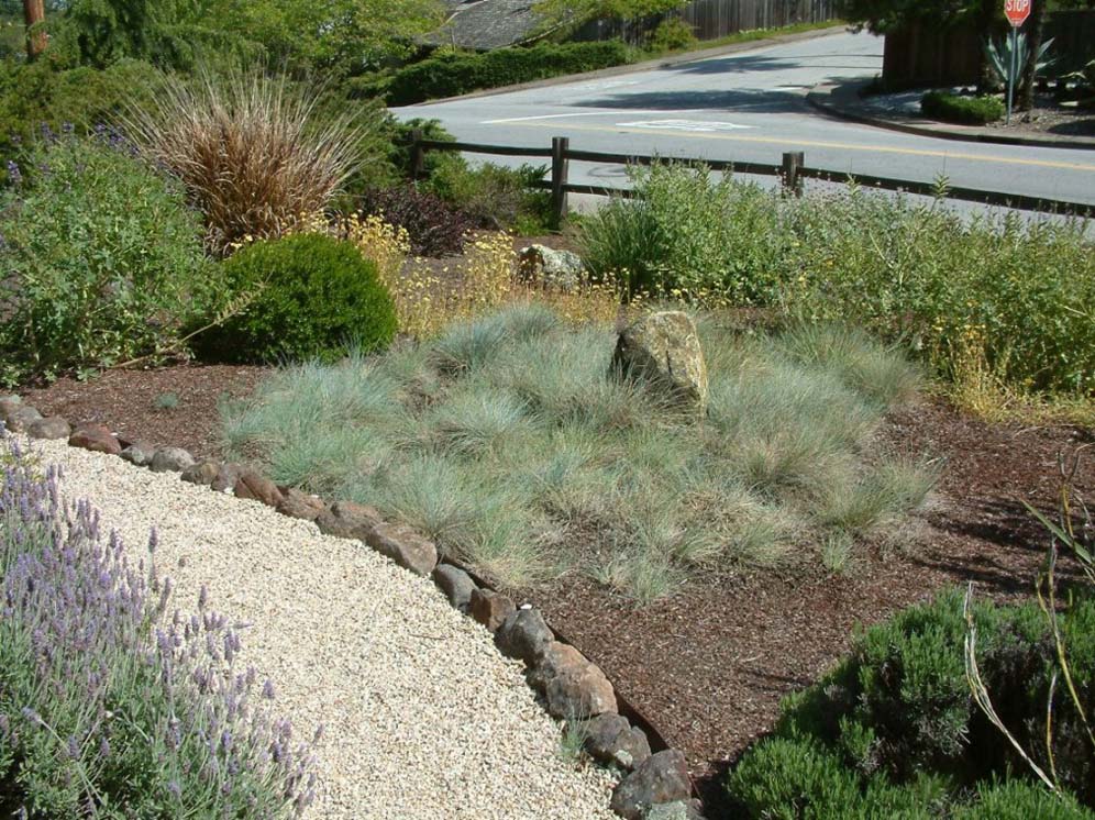 Blue Fescue Surrounds Rock