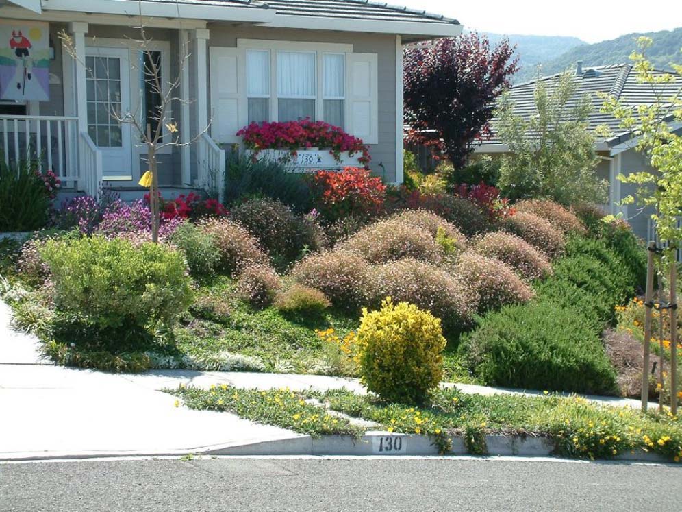 Shrub Filled Front Yard