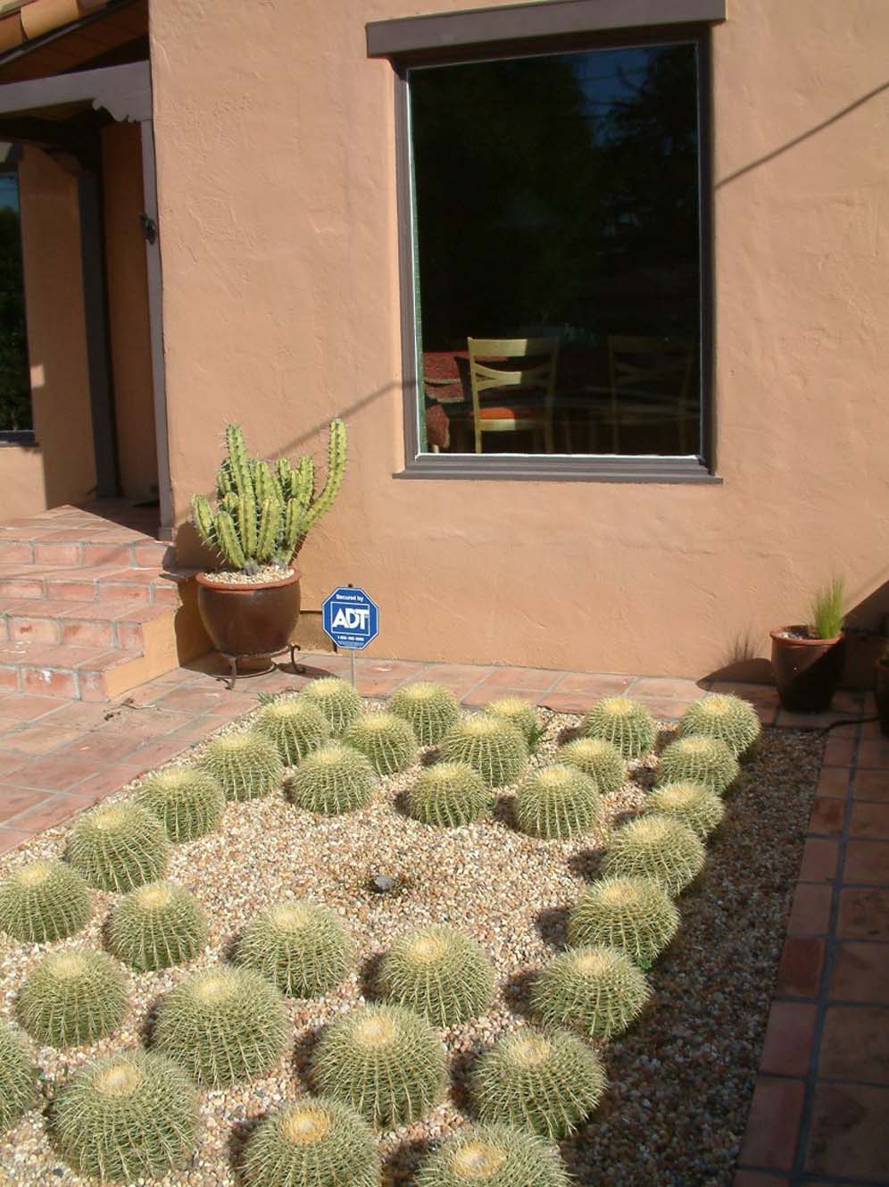 Rows of Cacti