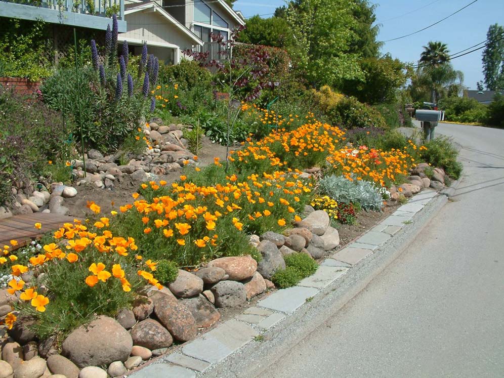 Poppies Amidst the Rocks