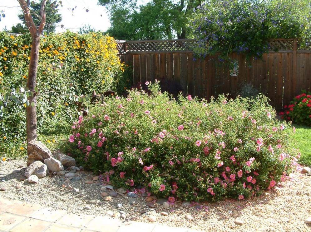 Shrub of Pink Power