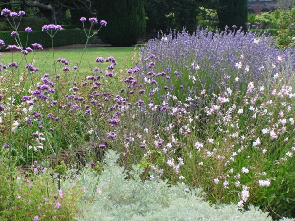 Filoli Plant Detail 2