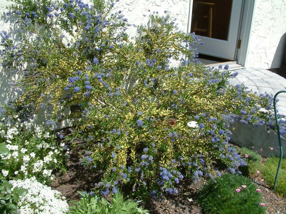 Splendor of the Ceanothus