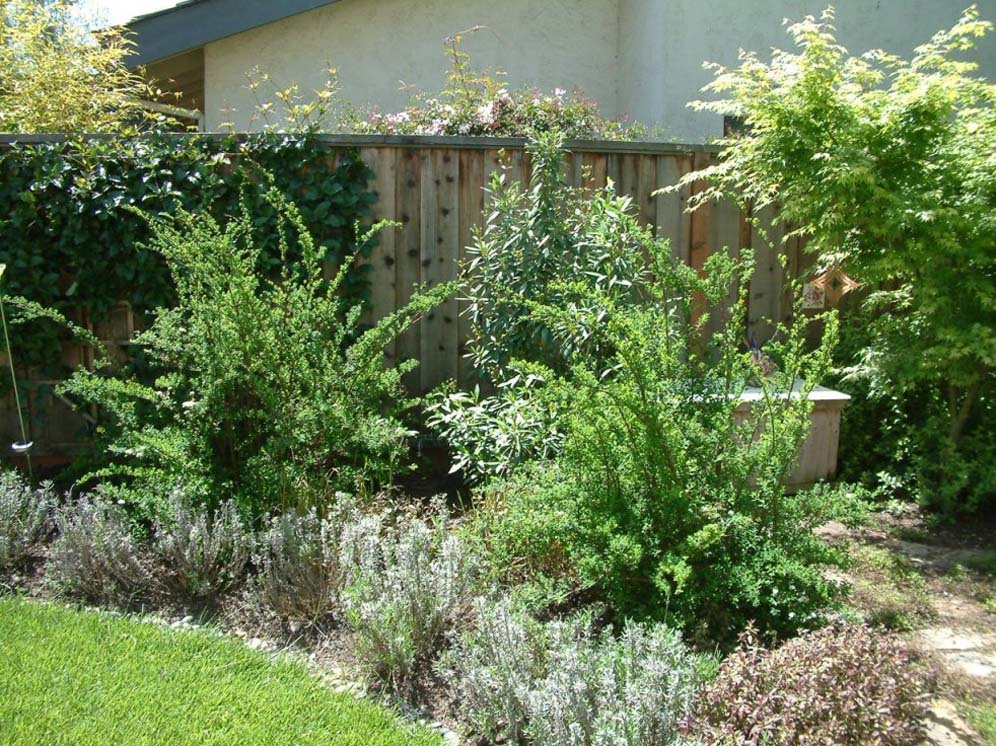 Backyard Planting by the Fence