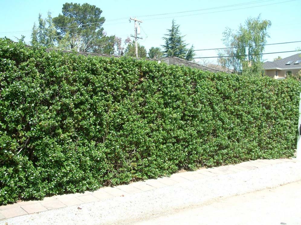 Private Hedge