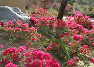 La Jolla Bougainvillea