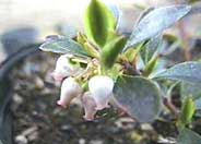 Point Reyes Bearberry