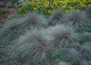 Blue Fescue