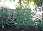 Aptos Blue Coast Redwood