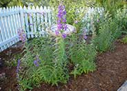 Border Penstemon