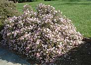 Pink Coral Rockrose