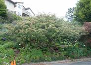 Parney or Red Clusterberry Cotoneas