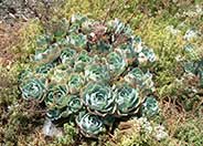 Hen and Chicks