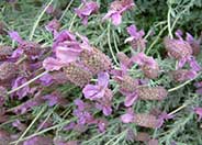 Otto Quast Spanish Lavender