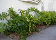 Split Leaf or Selloum Philodendron