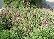 Sunset Rockrose