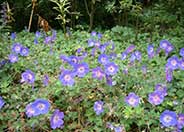 Brookside Cranesbill