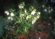 Christmas Rose