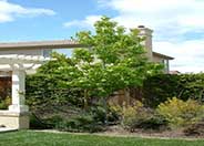 Liquidambar, American Sweet Gum